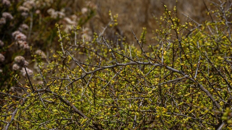 California Desert-Thorn photo 3