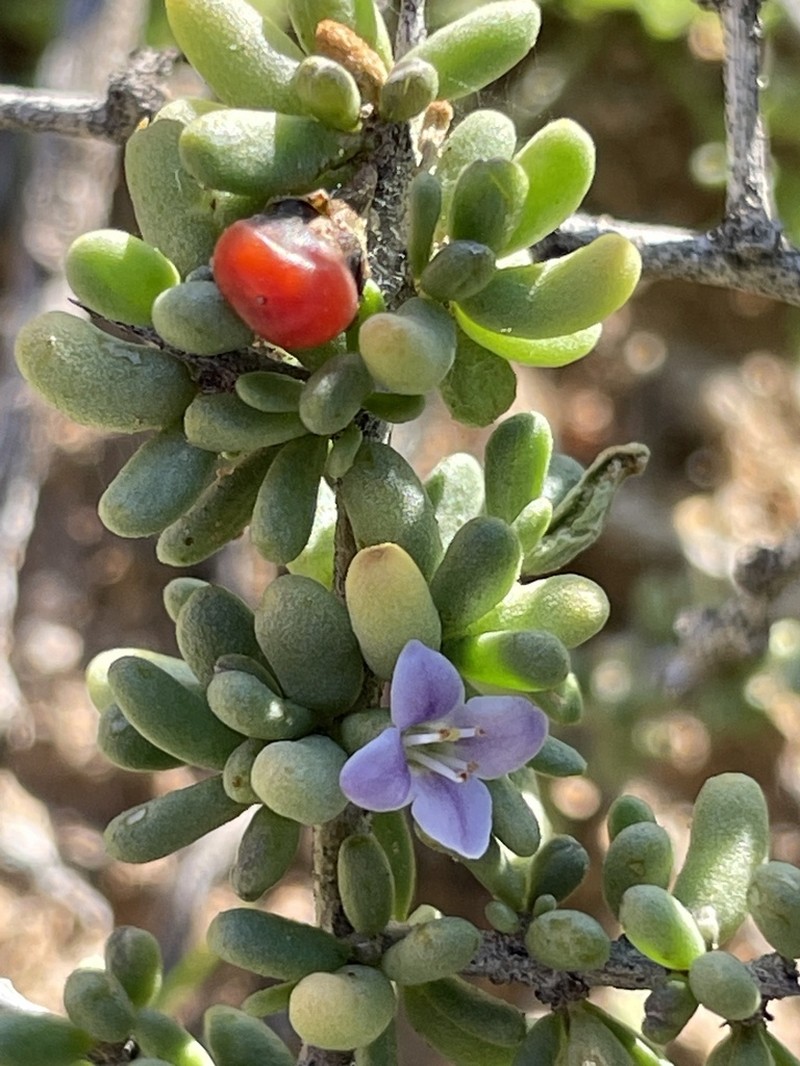 California Desert-Thorn photo 4