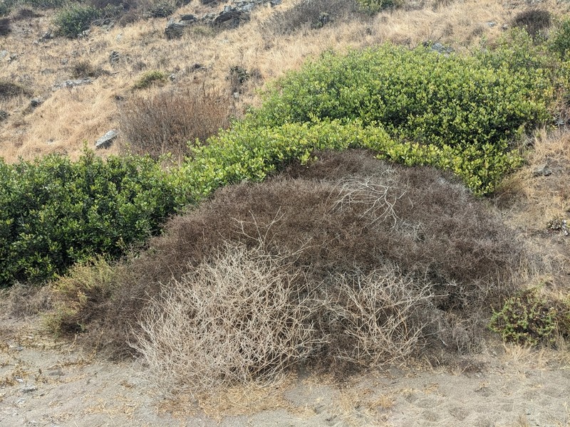 California Desert-Thorn photo 6