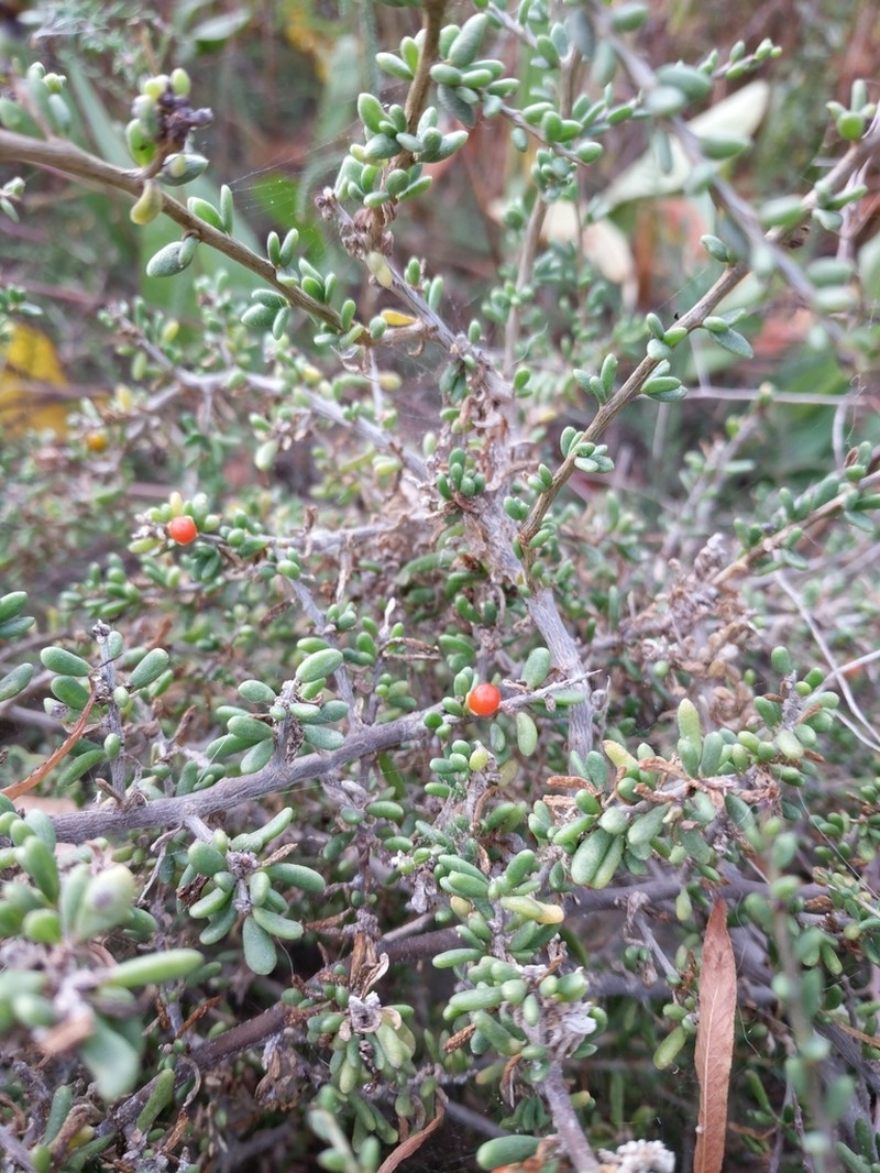 California Desert-Thorn photo 7