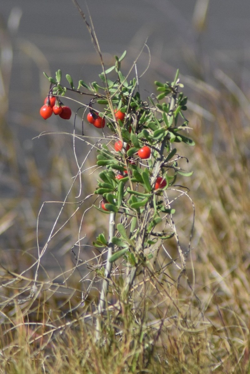 Carolina Desert-Thorn