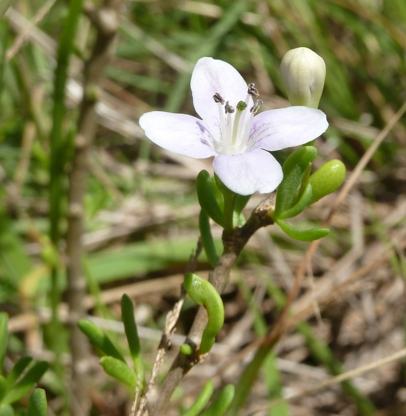 Carolina Desert-Thorn photo 2