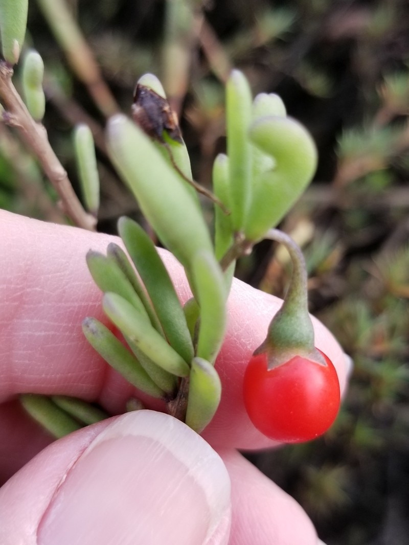 Carolina Desert-Thorn photo 3