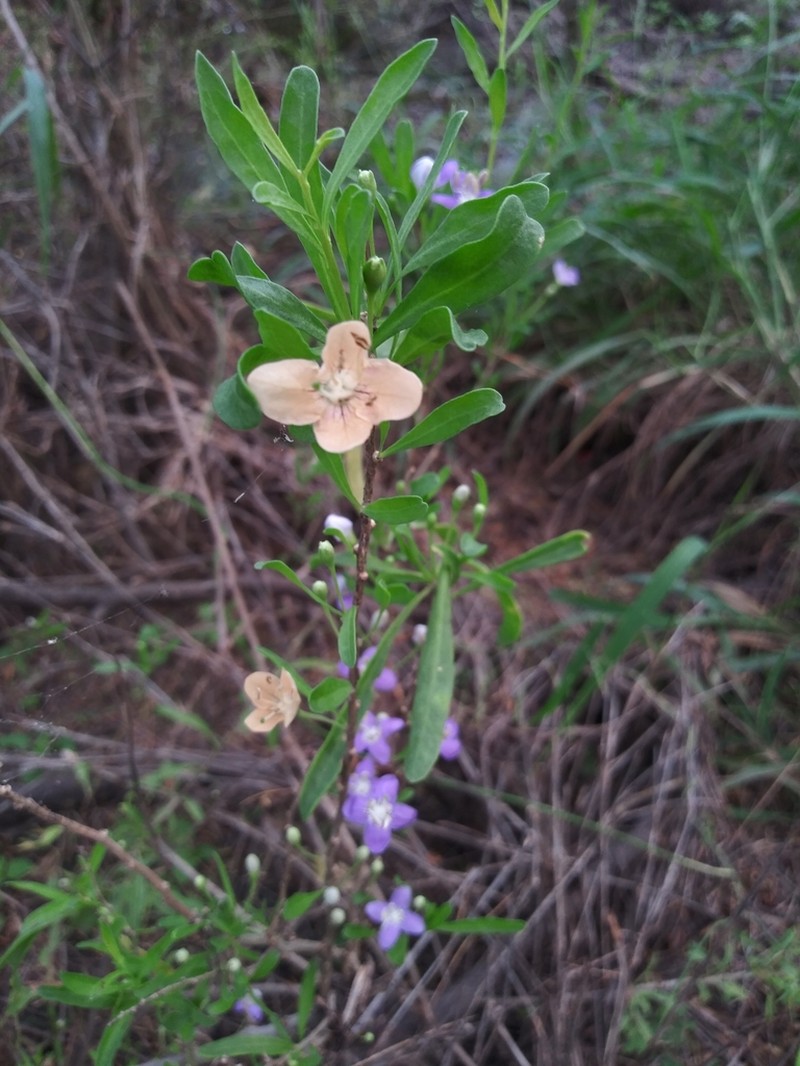 Carolina Desert-Thorn photo 4