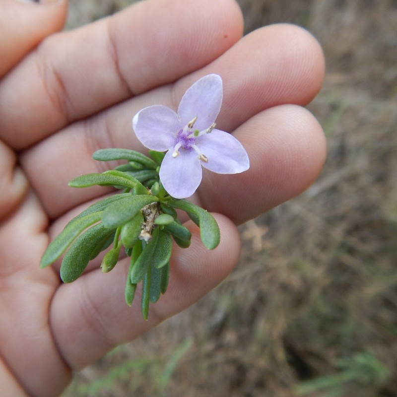 Carolina Desert-Thorn photo 5