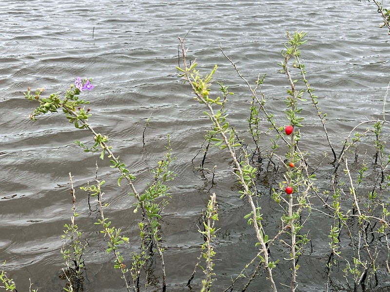 Carolina Desert-Thorn photo 6