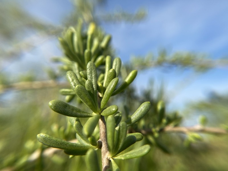 Carolina Desert-Thorn photo 7
