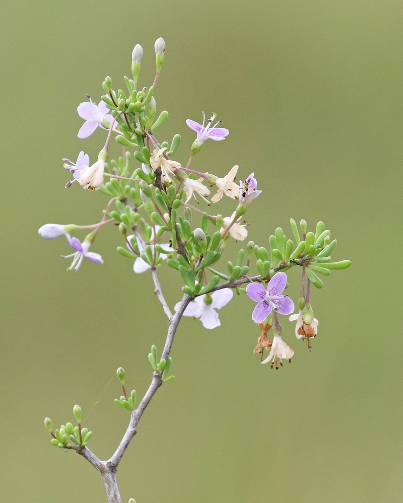 Carolina Desert-Thorn photo 8