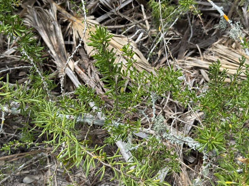 Lycium carolinianum var. carolinianum