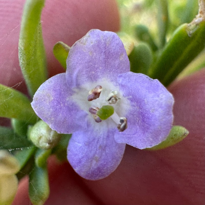 Lycium carolinianum var. carolinianum photo 2