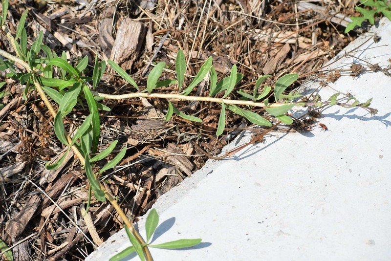 Lycium carolinianum var. carolinianum photo 3