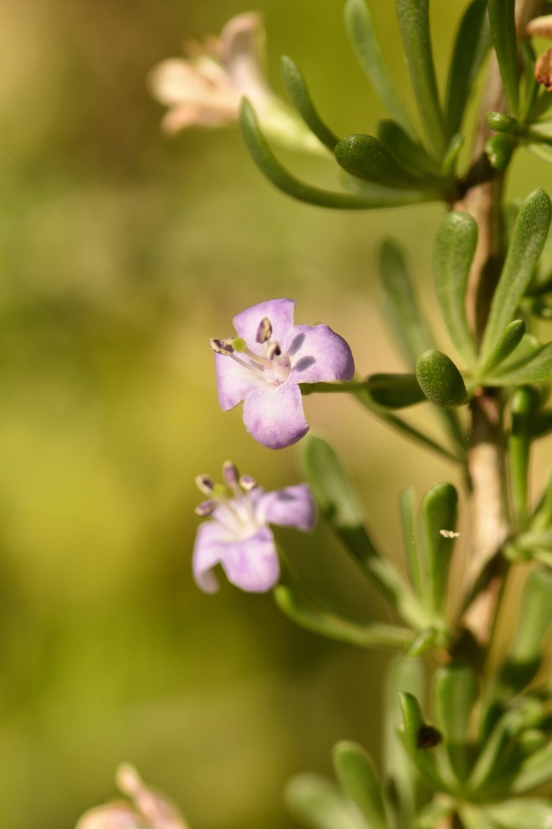Lycium carolinianum var. carolinianum photo 5