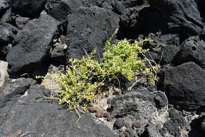 Hawai'I Desert-Thorn