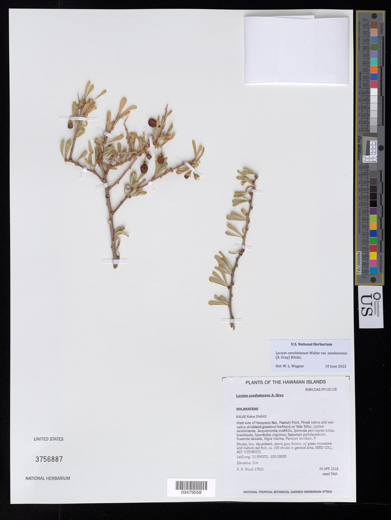 Hawai'I Desert-Thorn photo 2