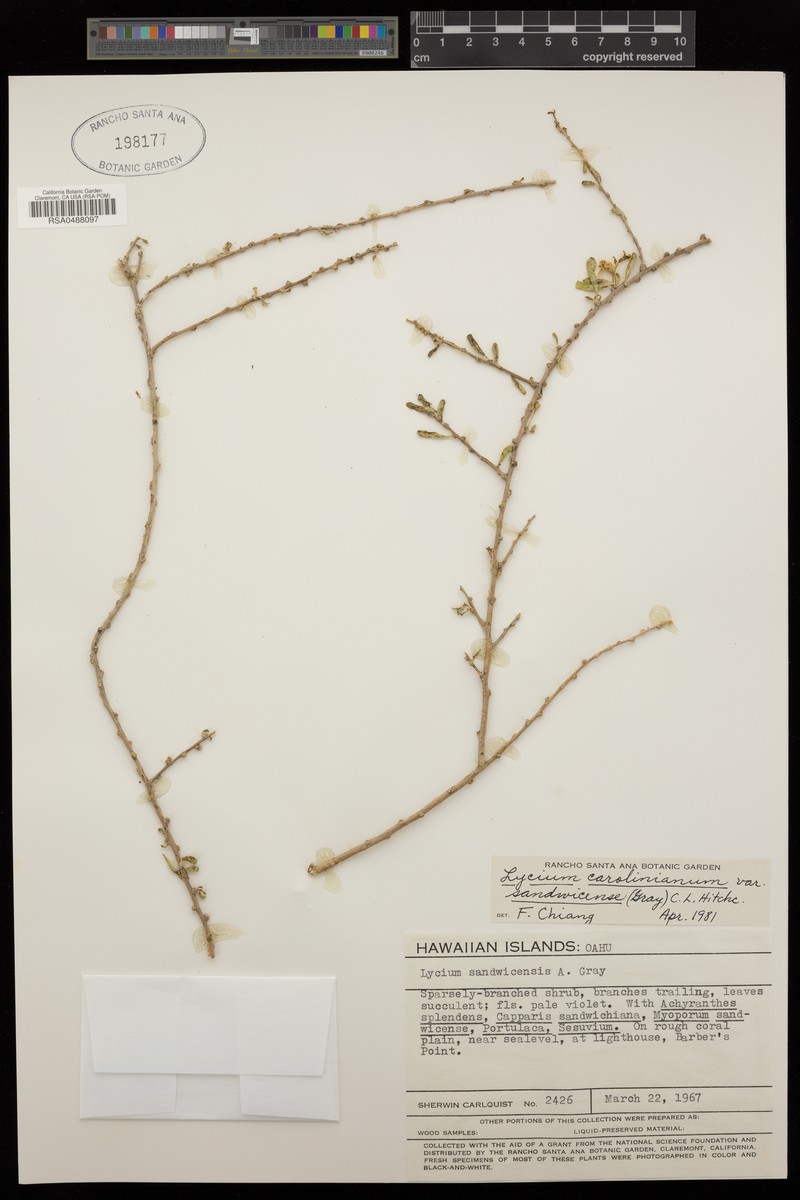 Hawai'I Desert-Thorn photo 3
