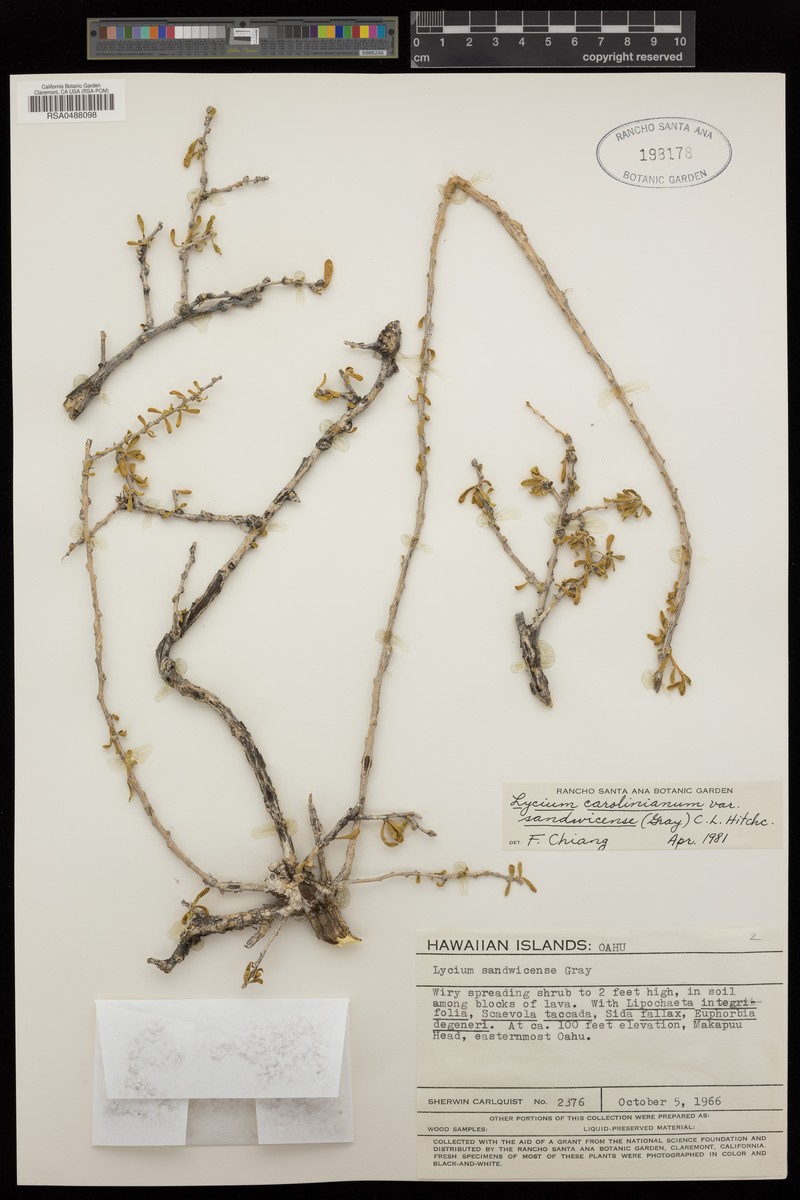 Hawai'I Desert-Thorn photo 4