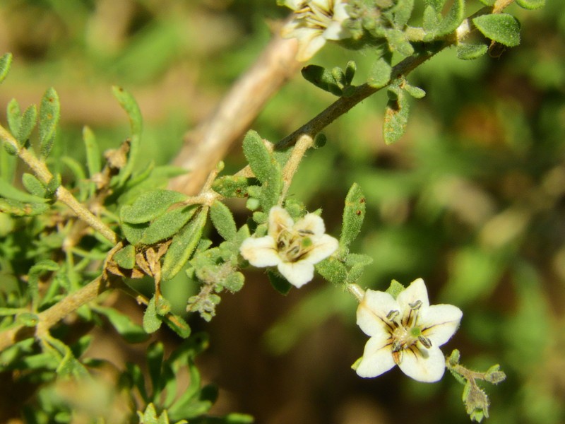 Lycium chilense var. chilense