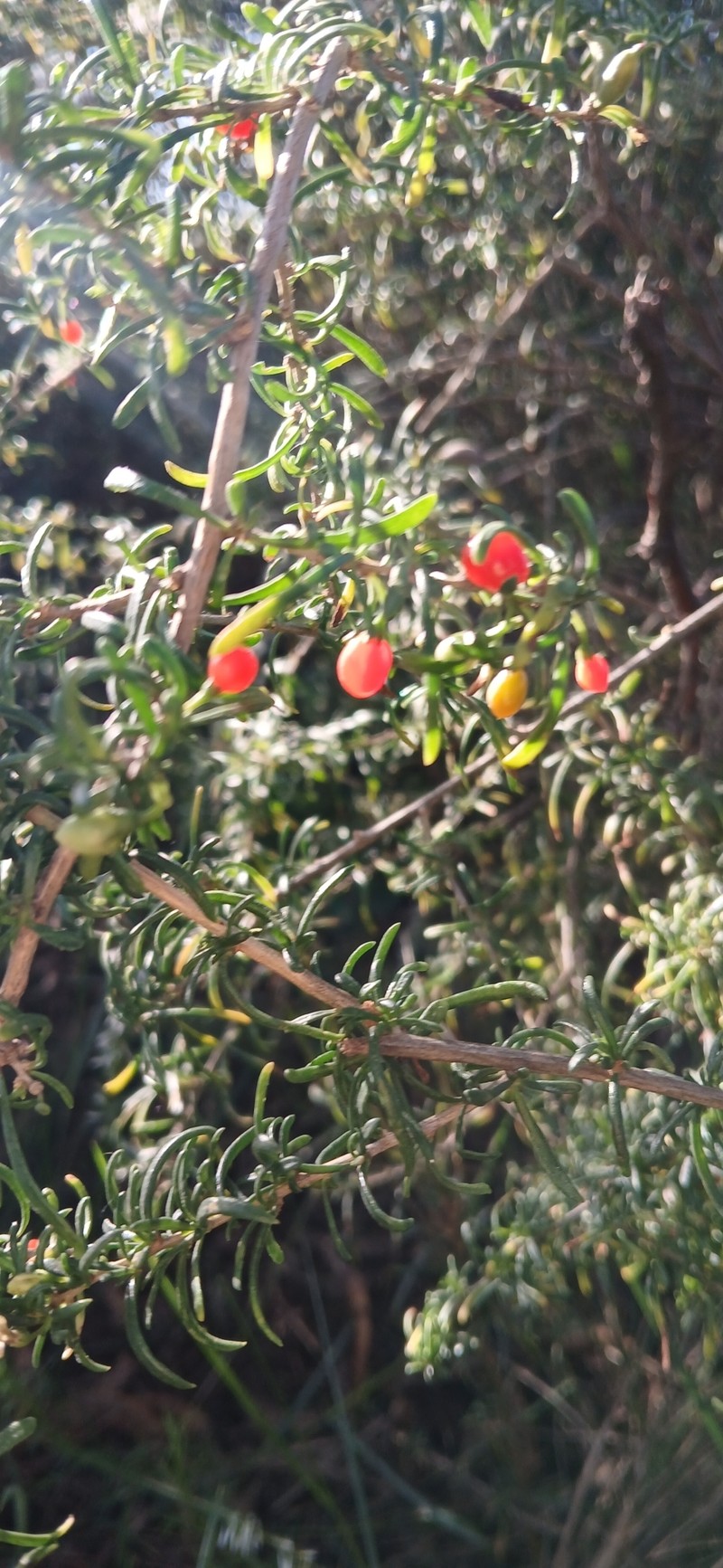 Lycium chilense var. chilense photo 2