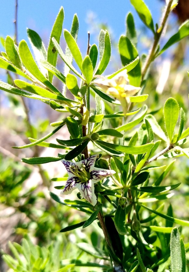 Lycium chilense var. chilense photo 3