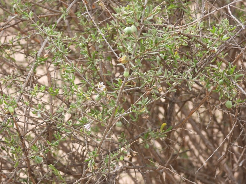 Lycium chilense var. chilense photo 4