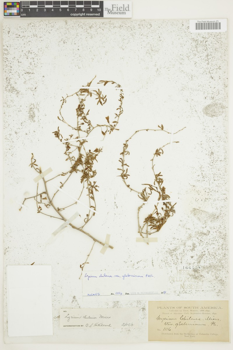 Lycium chilense var. glaberrimum