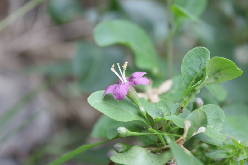 Chinese Desert-Thorn photo 3
