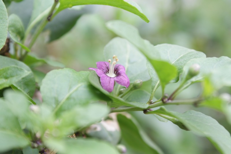 Chinese Desert-Thorn photo 4