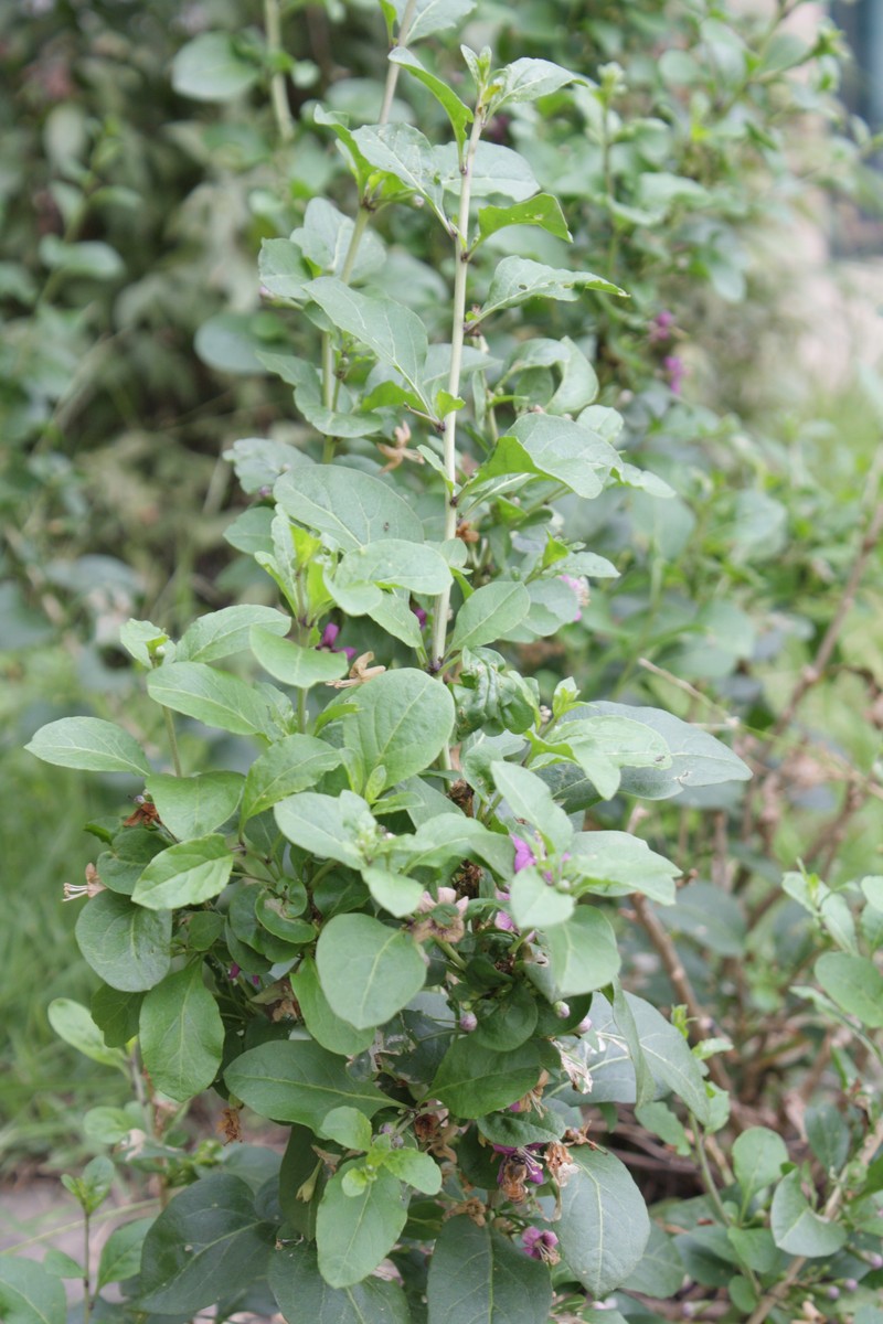 Chinese Desert-Thorn photo 5