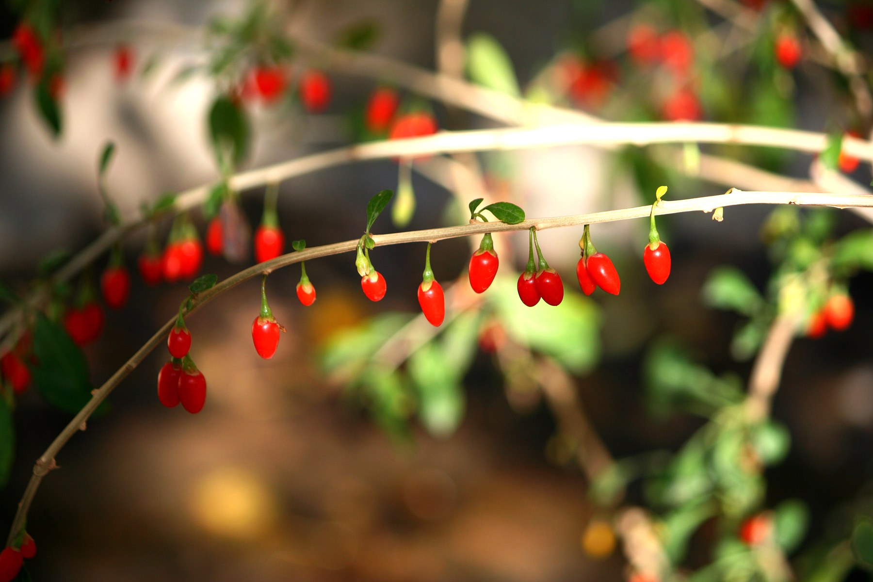 Chinese Desert-Thorn photo 6