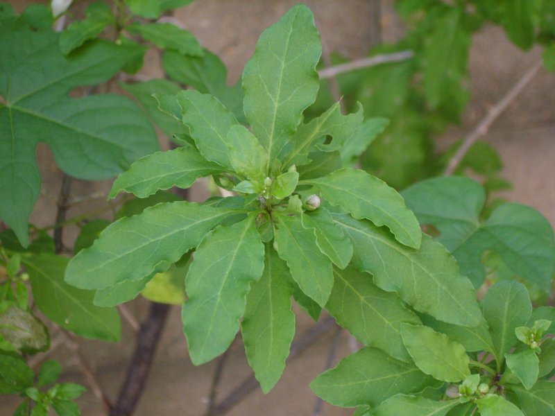 Chinese Desert-Thorn photo 7