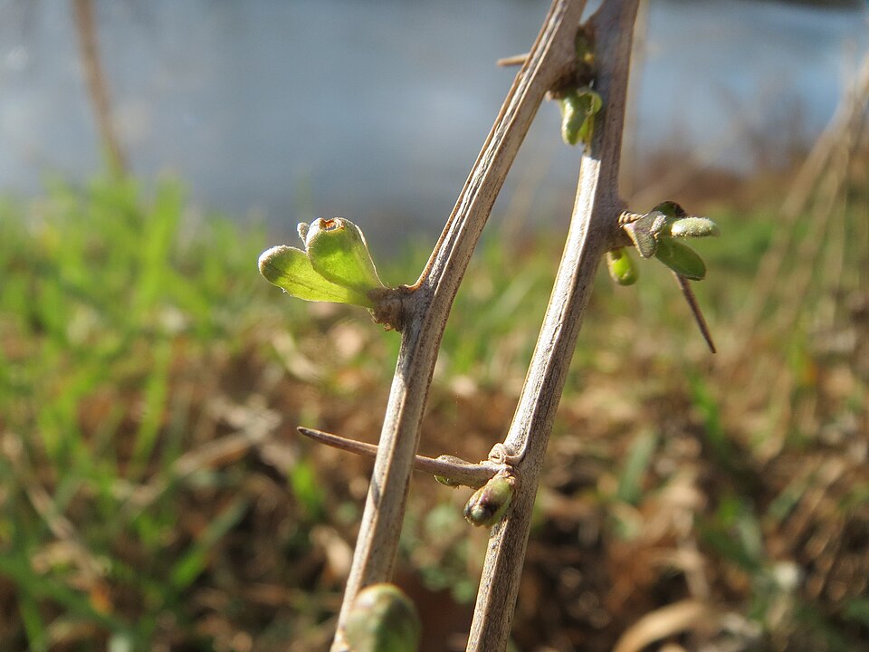 Chinese Desert-Thorn photo 8