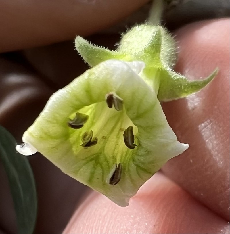Peach Thorn photo 2