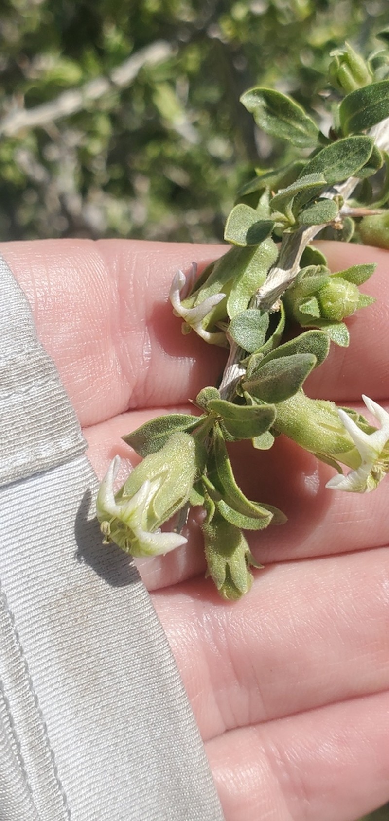 Peach Thorn photo 3