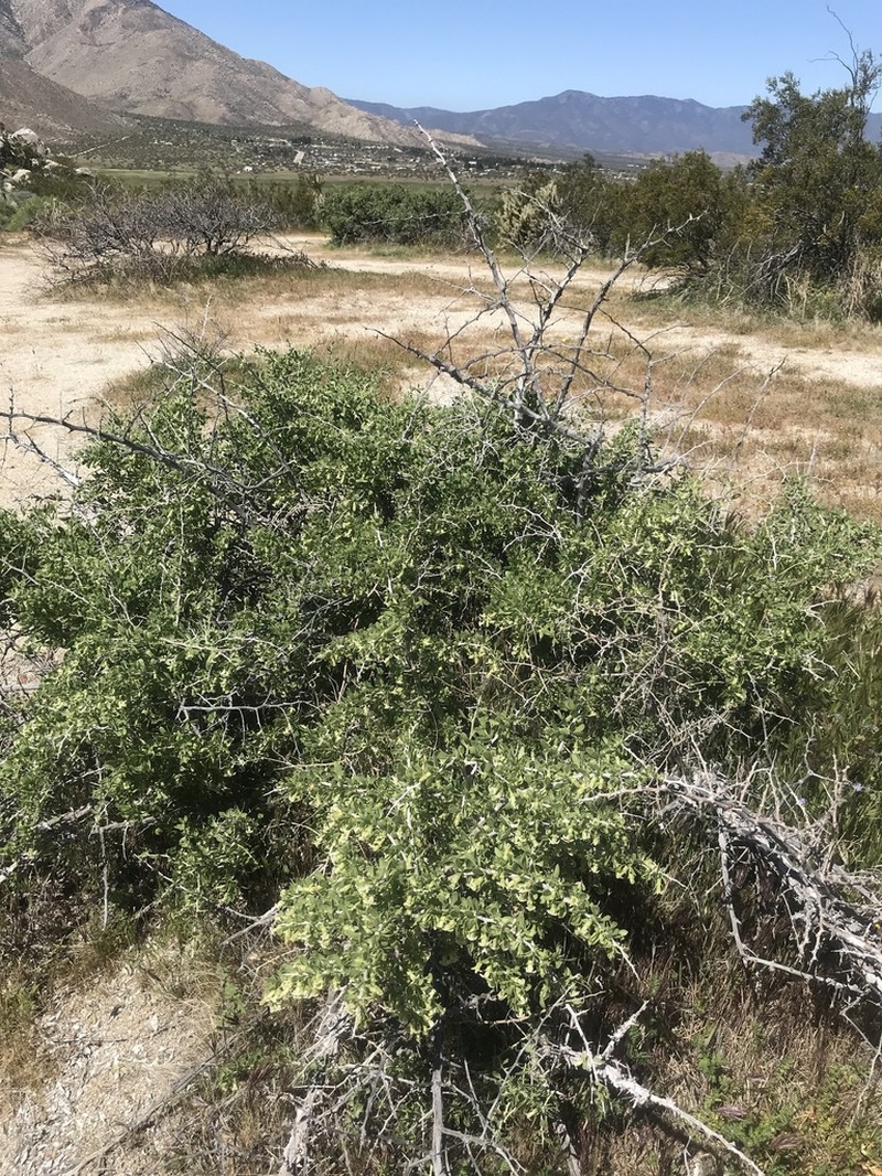 Peach Thorn photo 4