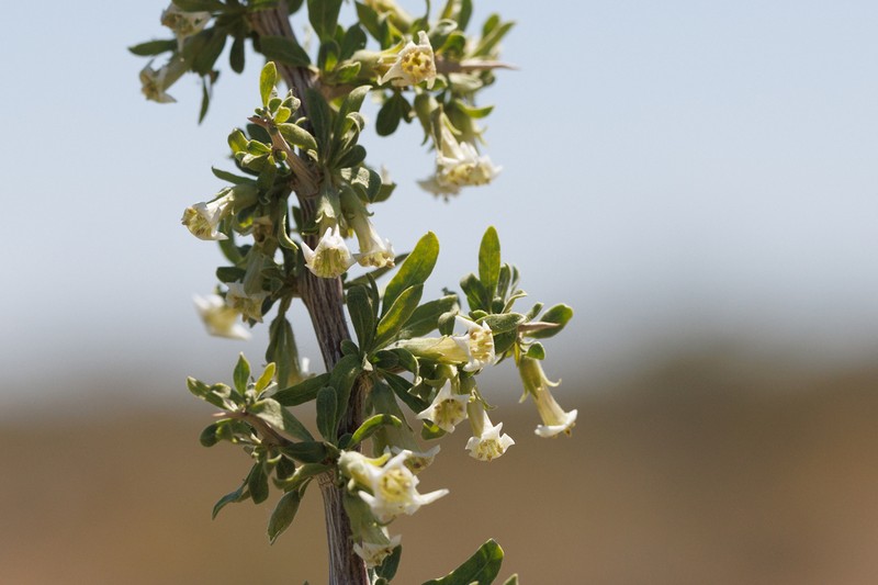Peach Thorn photo 5