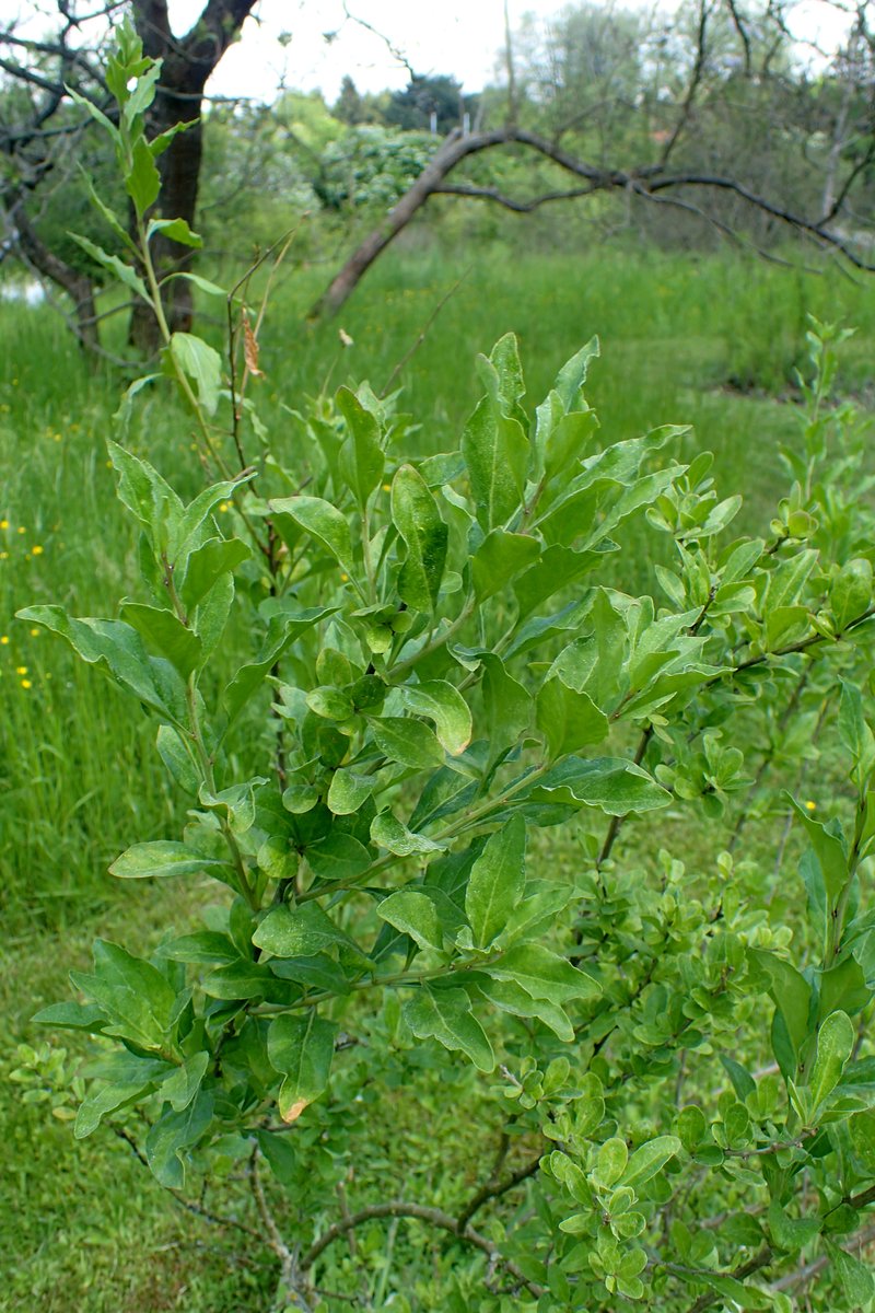 Lycium depressum