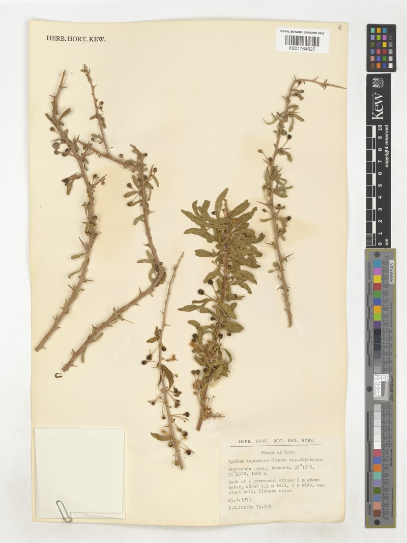 Lycium depressum subsp. depressum