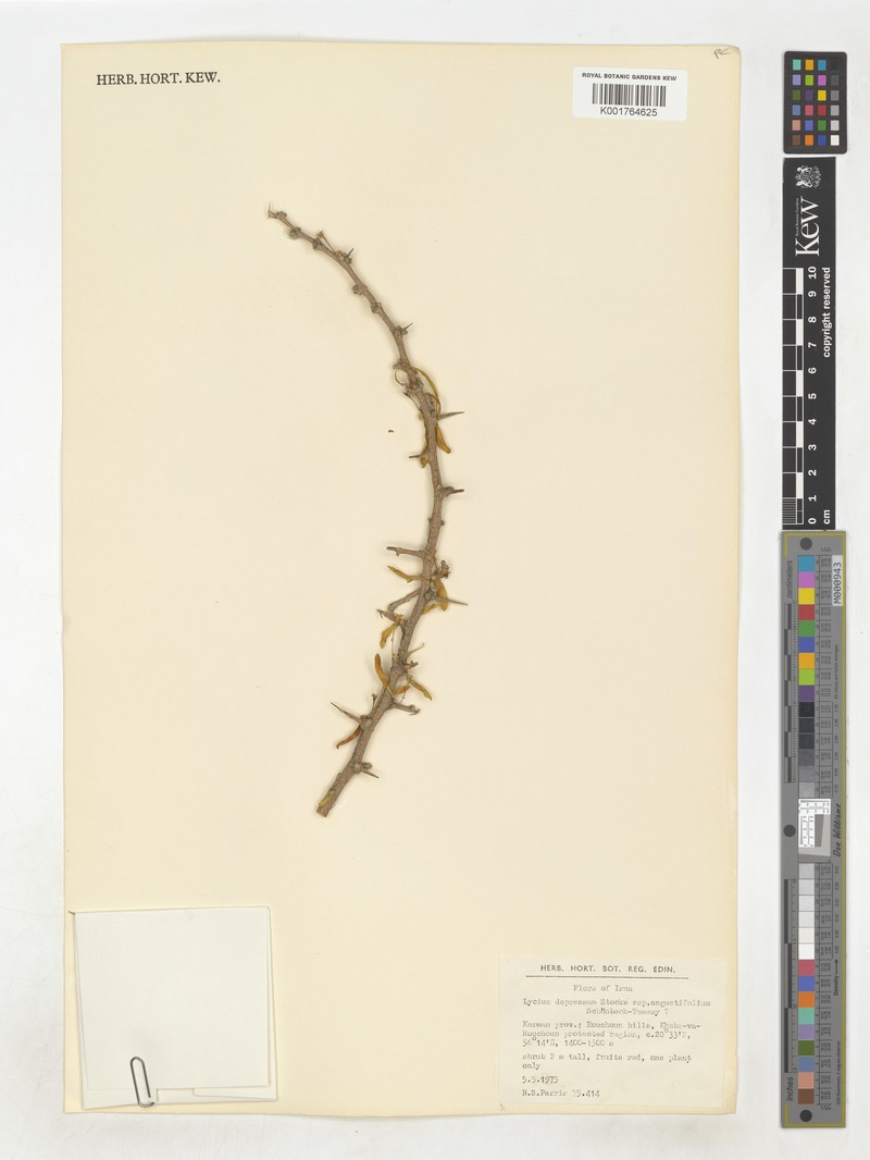 Lycium depressum subsp. depressum photo 2