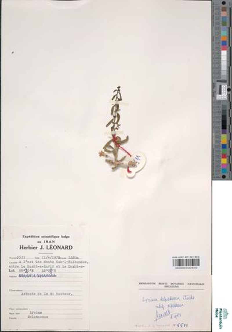 Lycium depressum subsp. depressum photo 3