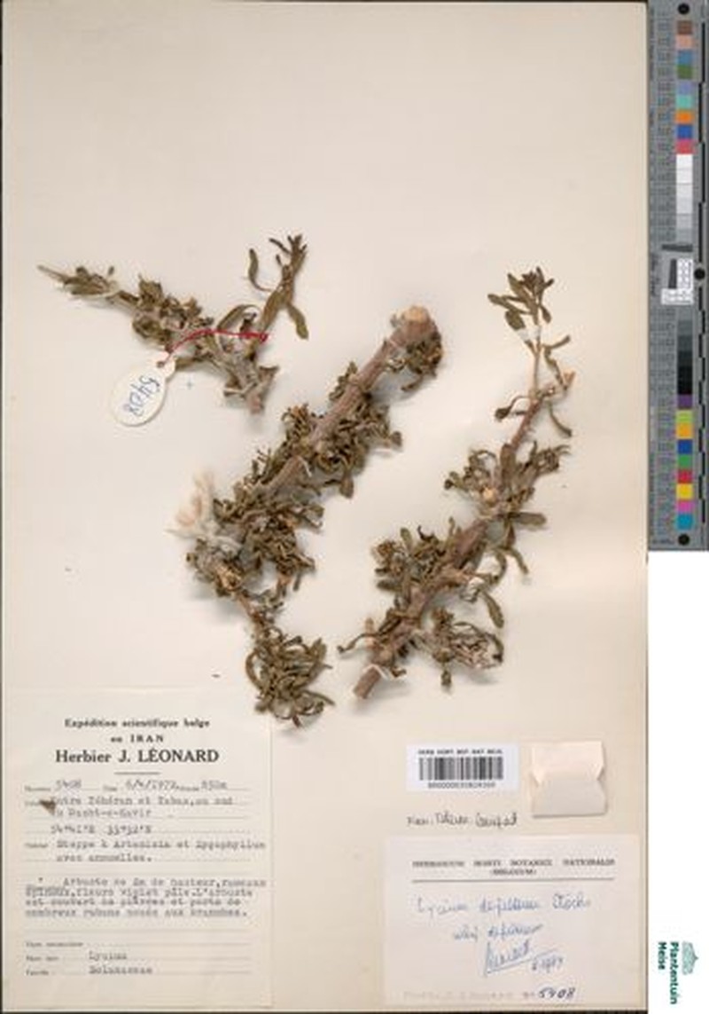 Lycium depressum subsp. depressum photo 4