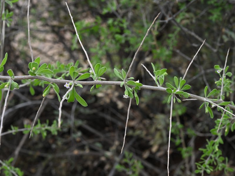 Arizona Desert-Thorn photo 4