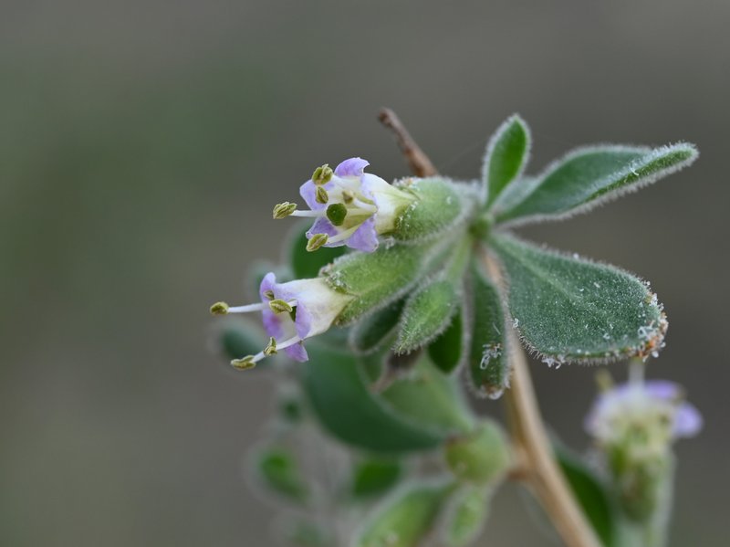 Arizona Desert-Thorn photo 5