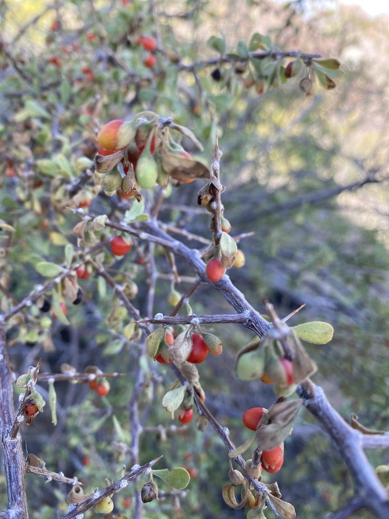 Arizona Desert-Thorn photo 3
