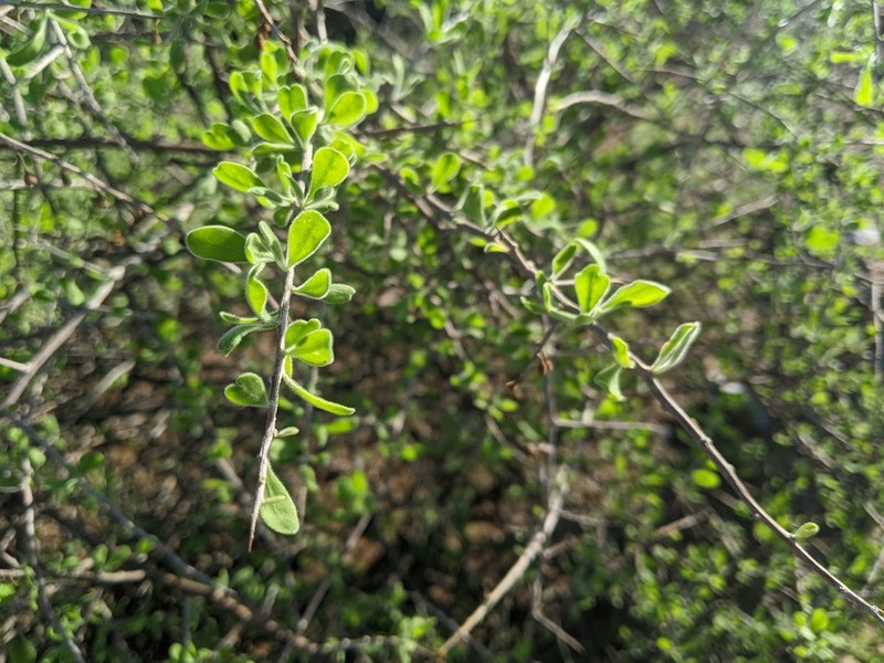 Arizona Desert-Thorn photo 4