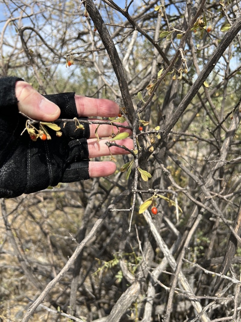 Arizona Desert-Thorn photo 5