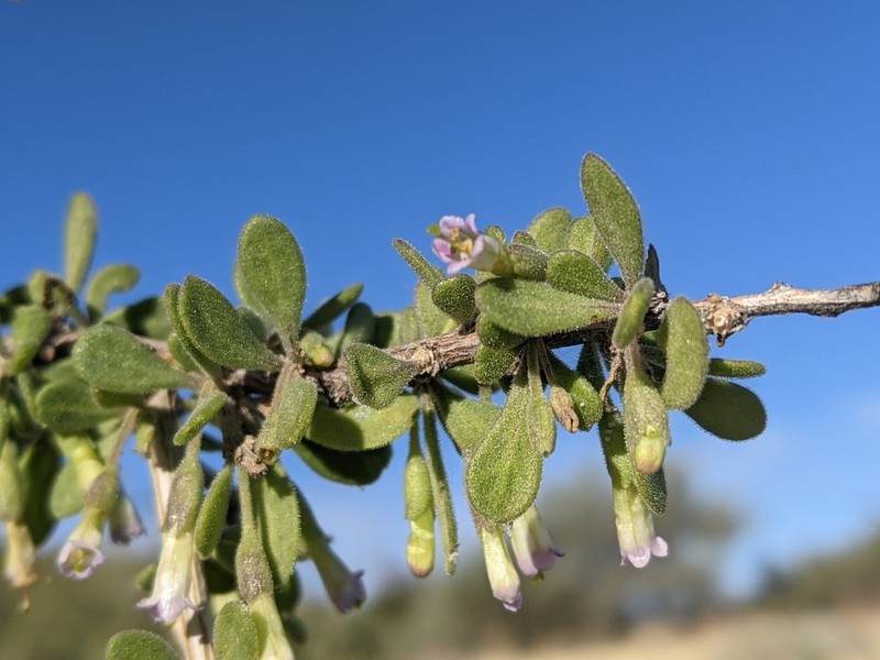 Arizona Desert-Thorn photo 6