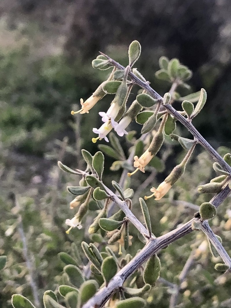 Arizona Desert-Thorn photo 7