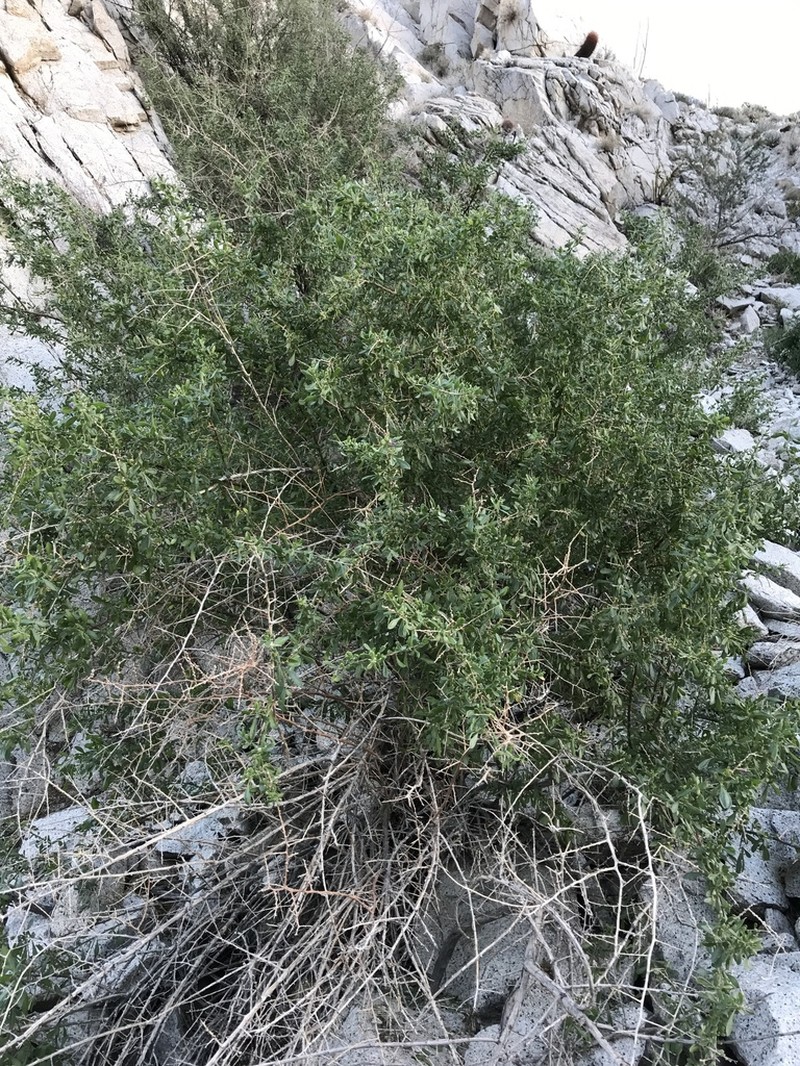 Fremont's Desert-Thorn photo 2
