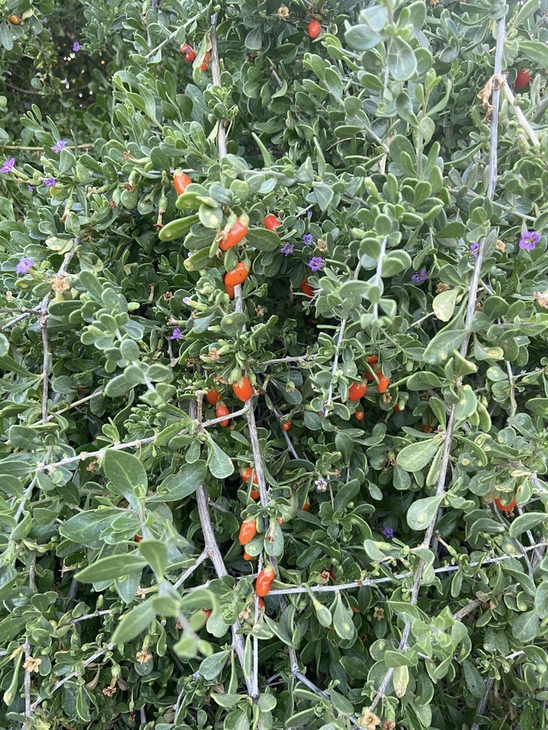 Fremont's Desert-Thorn photo 3