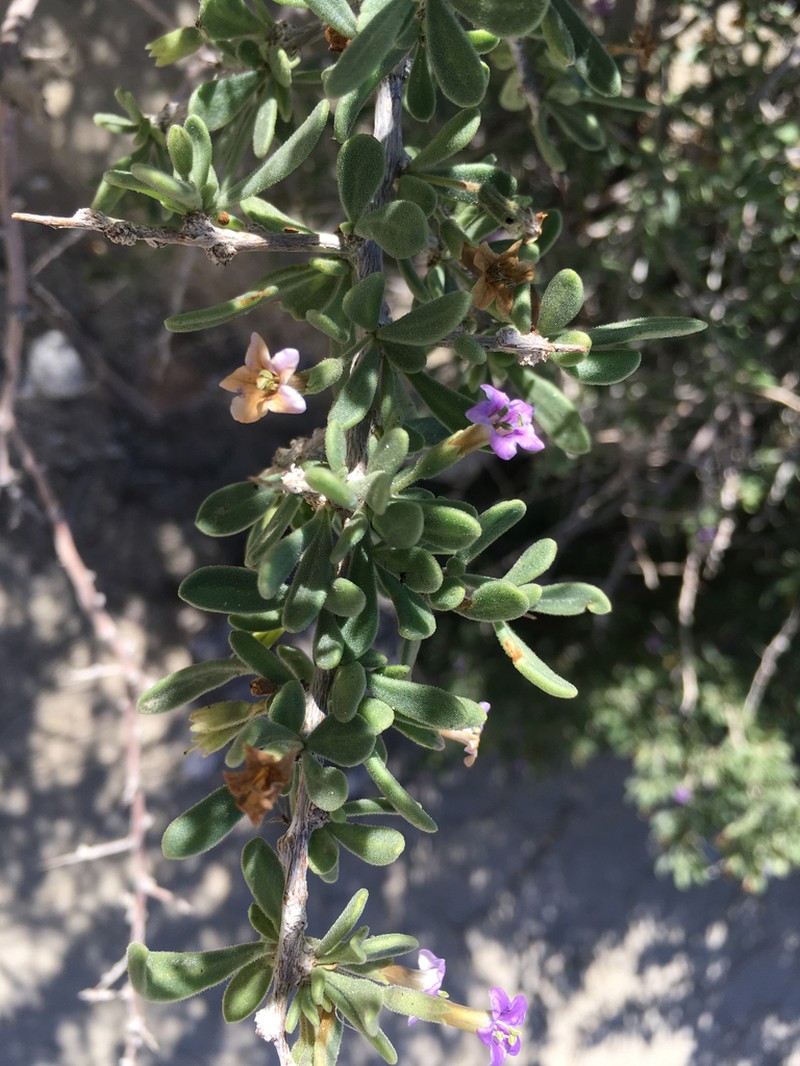 Fremont's Desert-Thorn photo 4